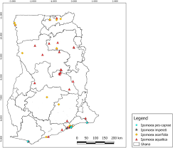 Image result for Ipomoea intrapilosa