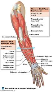 I made an entire tutorial dedicated to drawing the forearms with anatomical detail, it can be fond here. The Muscles That Move The Forearm Human Body Anatomy Human Muscle Anatomy Body Anatomy