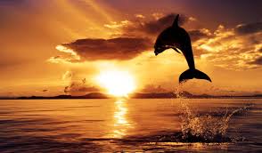 Free for commercial use no attribution required high quality images. 32 Ocean Sunset Wallpapers On Wallpapersafari