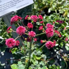 Image result for Erucastrum arabicum