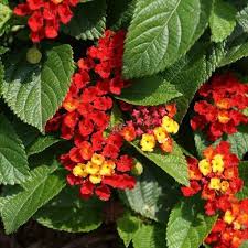 Image result for Lantana camara