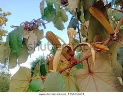 Image result for Pterospermum acerifolium