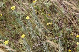 Image result for Helichrysum ellipticifolium