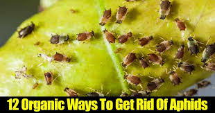 There are several organic combinations you can use to kill aphids. How To Get Rid Of Aphids 12 Organic Tips And More