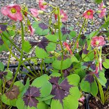 Image result for Oxalis tetraphylla