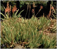 Image result for Aloe wollastonii