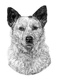Heeler Drawing Canine Art Dog Artwork Dog Illustration