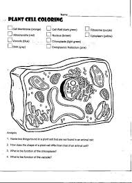 Cell Biology Cell Diagram Cells Worksheet Plant Cell Diagram