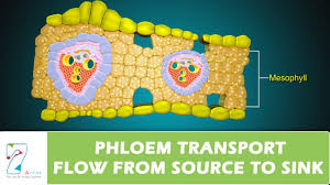 phloem transport flow from source to