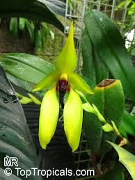 Image result for Bulbophyllum fuscum