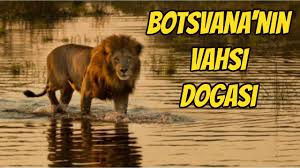 Botsvana Nin Vahsi Dogasi Turkce Hayvan Belgeseli National Geographic Youtube