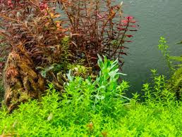 Image result for Heteranthera