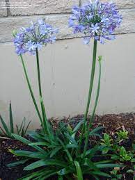 View Picture Of Lily Of The Nile African Lily Agapanthus Africanus Agapanthus African Lily Agapanthus Africanus
