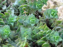 Image result for Crassula granvikii