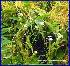 Image result for Cuscuta australis