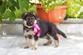 When considering german shepherd names, you will want to think about your dog's personality and temperament; 500 Of The Best German Shepherd Names Animalso
