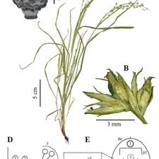 Image result for Scleria catophylla