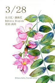 每日一花3 28 圆珠花 haru hello floral watercolor botanical watercolor watercolor art