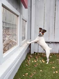 Include (or exclude) results marked as nsfw. Backyard Pet Structures Backyard Chicken Coops And Dog Houses Hgtv