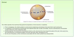 Mastering Biology Chapter 12 Mitosis Flashcards Easy Notecards