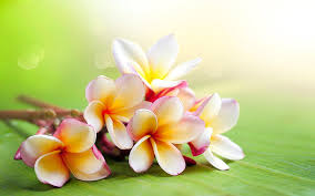 You can explore in this category and download free flower background photos. Hd Wallpaper Plumeria Twigs Colorful Flowers Desktop Wallpaper Hd Widescreen Free Download For Windows Wallpaper Flare