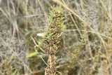 Image result for Amaranthus thunbergii