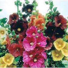 Buy Seeds Stock Flkower Multi Colour Hybrid Seeds Online Get 56 Off Hollyhocks Flowers Flower Seeds Beautiful Flowers