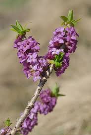 Image result for Daphne mezereum