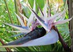 Symbolism Bird Of Paradise Flower Meaning Pin On Flowers