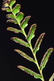 Image result for Lindsaea ensifolia
