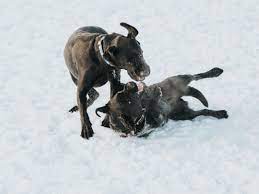 Reasons Why Dogs Fight And How To Safely Stop It