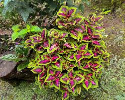 Image result for Coleus scutellarioides