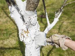 Wait for the tree to break dormancy, wait for the tree to send out new buds on the older wood, then cut out all the dead, weakened, and split branches. White Tree Trunk Paint Why Do People Paint Trees White