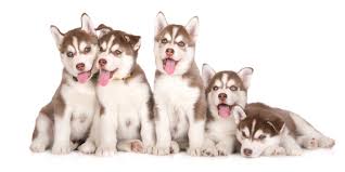 1st shots vet certified dewormed. 1 Siberian Husky Puppies For Sale By Uptown Puppies