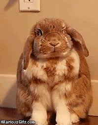 Rabbit caught mid-sneeze  HilariousGifscom