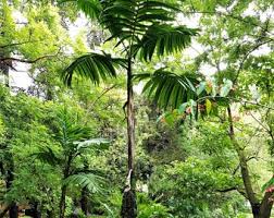 Image result for Leucothrinax morrisii