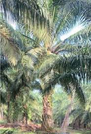 Image result for Elaeis guineensis