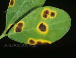 Photograph | Late Leaf Spot on Peanut leaf | Science Source Images