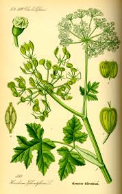 Image result for Heracleum