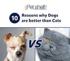On the other hand, most dogs actually enjoy training. 10 Reasons Why Dogs Are Better Than Cats Pet Shelf