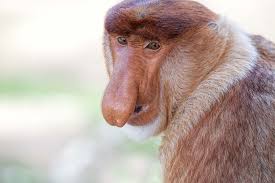 Find the best nasenaffe stock photos for your project. Nasenaffen Im Labuk Bay Proboscis Monkey Sanctuary Abenteuer Borneo De