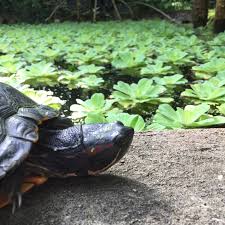 10 bis 18 uhr (letzter einlass 17:30 uhr) montag bis freitag: Botanischer Garten Bochum 15 Bewertungen Bochum Querenburg Universitatsstrasse Golocal
