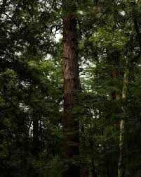 Conquer your kitchen with essential knife skills, cooking techniques and baking tips and tricks. Friends Of Cook Forest Gallery Friends Of Cook Forest