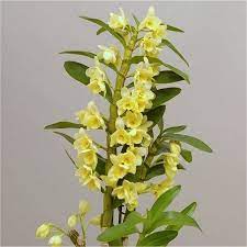 Dendrobium Nobilis Vanilla Towering Nobile Orchid Premium Quality With Classic White Display Pot Orchids Classic White Long Lasting Flower