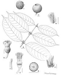 Image result for Pauridiantha dewevrei