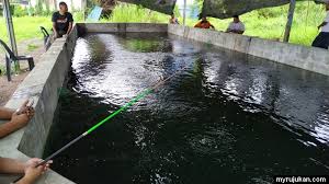 Harga kolam renang 200x150x50 cm / kolam renang anak mainan air w400. Kolam Memancing Udang Galah Di Permatang Pauh Myrujukan