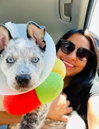 Adoptable deaf dog Keller available in El Paso