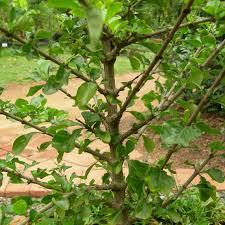 Image result for Coddia rudis