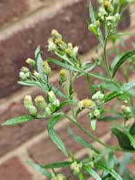 Image result for Erigeron sumatrensis