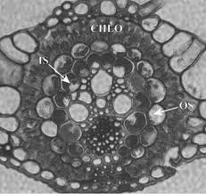 Image result for Aristida recta